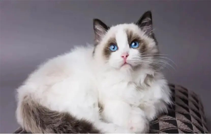 Cats have a natural instinct to hunt and consume their prey