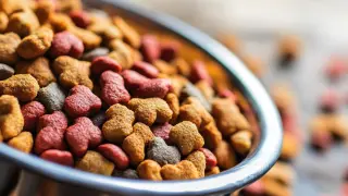 Exploring Global Trends in Pet Food Production What You Need to Know