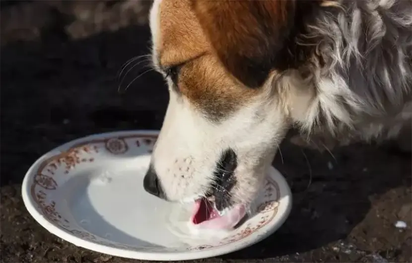 Selecting the Appropriate Treats for Your Canine Companion