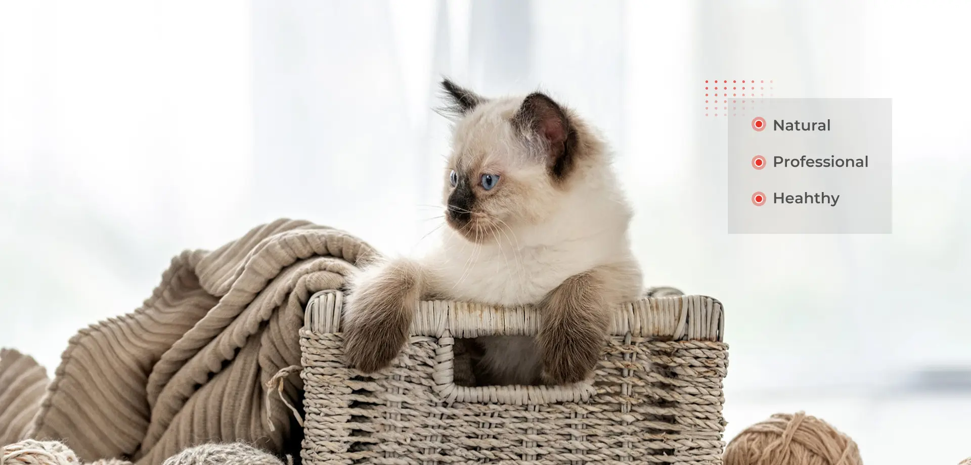 Bulk Cat Food Wet Factory