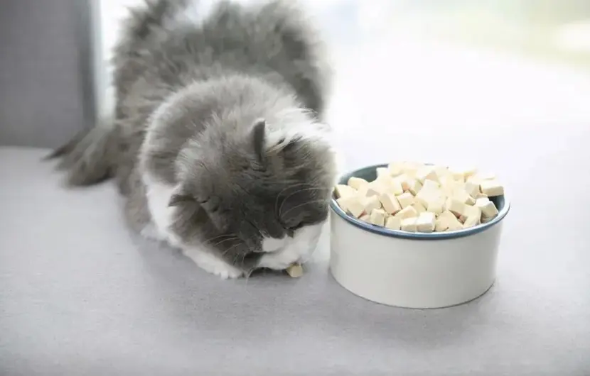 How to choose healthy cat food